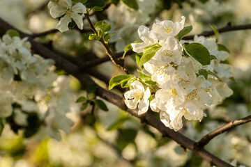 Branches of a blossoming apple-tree against the blue sky