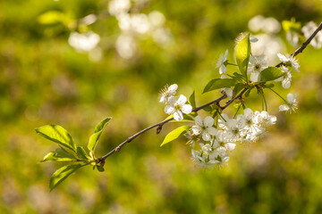 Branches of a blossoming apple-tree against the blue sky