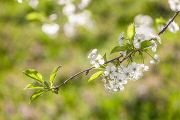 Branches of a blossoming apple-tree against the blue sky