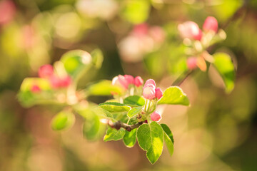 Branches of a blossoming apple-tree against the blue sky