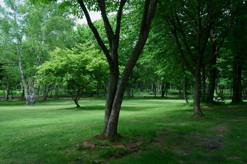 Fototapeta na wymiar 緑が一杯の林の中の風景