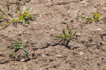 A green sprout sprouts from dry, cracked earth. The lack of rain, a global natural disaster. Global warming concept.