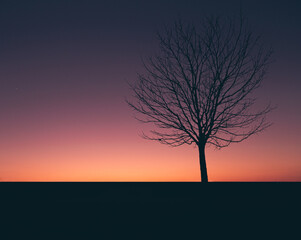 landscape - silhouette of an autumn tree - sunset.