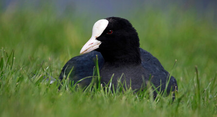 Coot relaxing on the grassy bank of a lake
