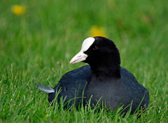 Coot relaxing on the grassy bank of a lake