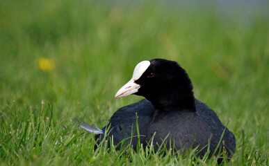 Coot relaxing on the grassy bank of a lake