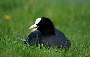 Coot relaxing on the grassy bank of a lake