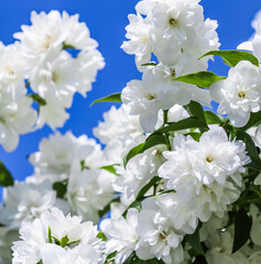 White terry jasmine flowers in the garden against blue sky