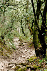 Chemin tortueux dans les bois de Saint-Restitut, France