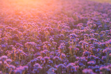 Purple jasione montana flowers at sunset