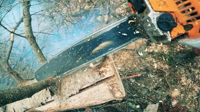 Motorsaw is being used to cut wooden branches