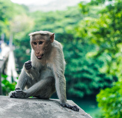 Monkey sitting on a rock in a forest