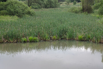 summer green landscape on the outskirts of the city