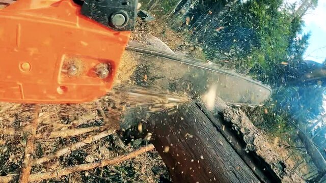 Tree body is getting cut with a buzzsaw in the forest