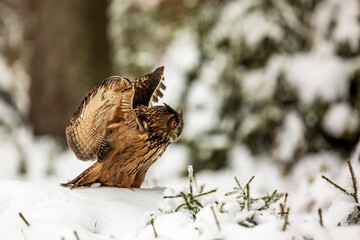 Eurasian eagle-owl (Bubo bubo) spreads its wings in the snowy forest