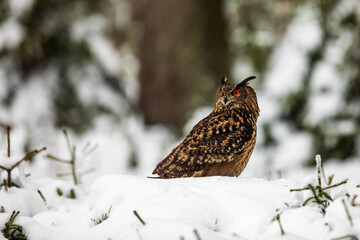 Eurasian eagle-owl (Bubo bubo) sitting on the snow in the winter forest