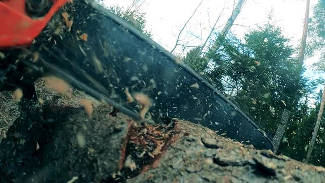 Pine timber is getting cut with a motorsaw