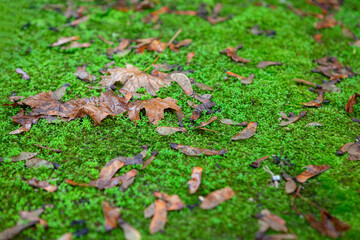 Dry Maple Leaves on the Green Grass . Autumn Natural Scenery  . Fall Season Rainy Weather