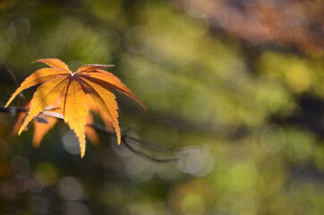 Single orange maple leaf on green blurred background