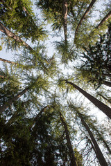green forest in the morning