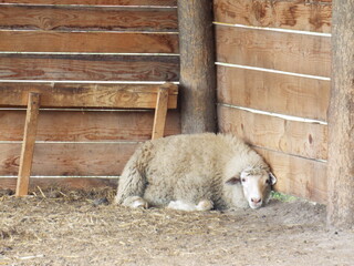 Cute sheep in a farm.