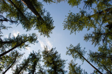 green forest in the morning