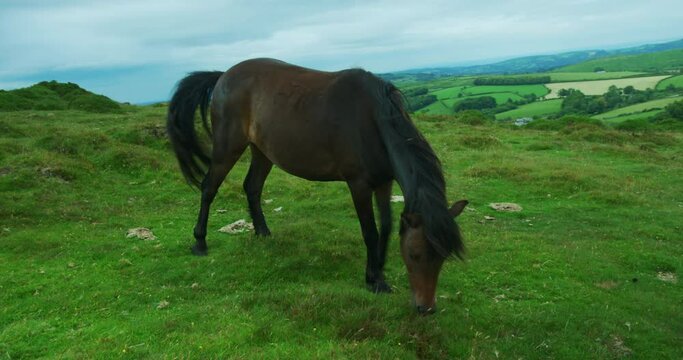 Wild horse on the moor in summer