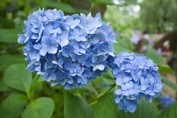 紫陽花の咲く千葉「本土寺」の景色