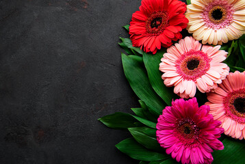 Bright gerbera flowers on a black background