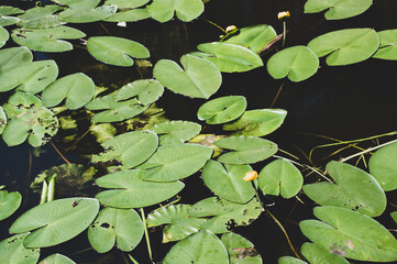 yellow water lilies leaves in the pond