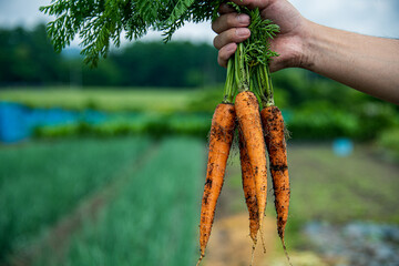 Bunch of fresh carrots in man’s hands.Organic carrots in early morning.