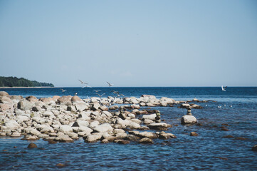 Fototapeta na wymiar seagulls on the bay beach