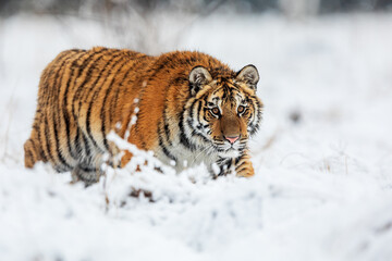 Fototapeta na wymiar Siberian tiger (Panthera tigris tigris) walks through the snowy taiga