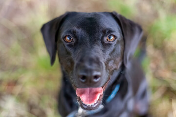 black labrador retriever