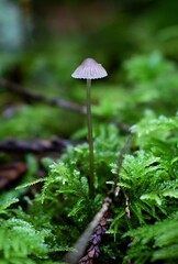 little grey mushroom