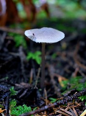 Mushroom with a bug and a chomp mark
