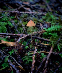 little red guy