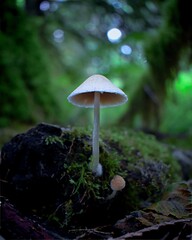 Perfect mushroom