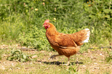 Red-headed laying hen free i