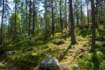 Fototapeta na wymiar green forest in the morning