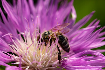 lilac flower with a bee