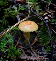 Orange Mushroom