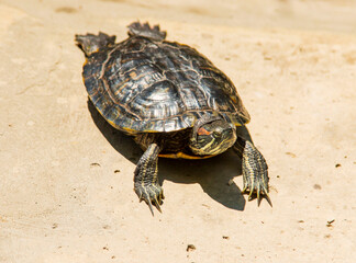 the turtle lies by the water in the sun