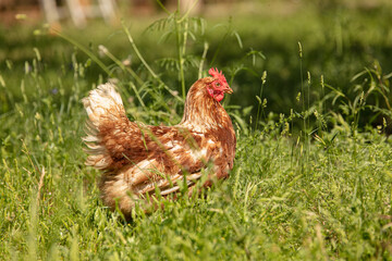 Red-headed laying hen free