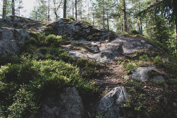 moss covered rocks in the forest