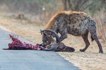 Hyena with kill.