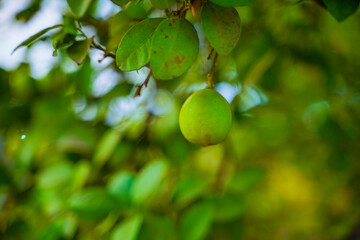 Lime tree with fruits closeup