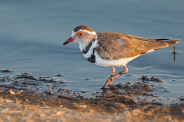 Three-Banded Plover