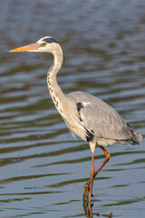 Grey Heron