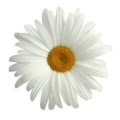 chamomile isolated on white background.